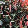 ARBORIX - Photinia x fraseri 'red robin' - photinia fraseri 'red robin' - 60-80 cm pot