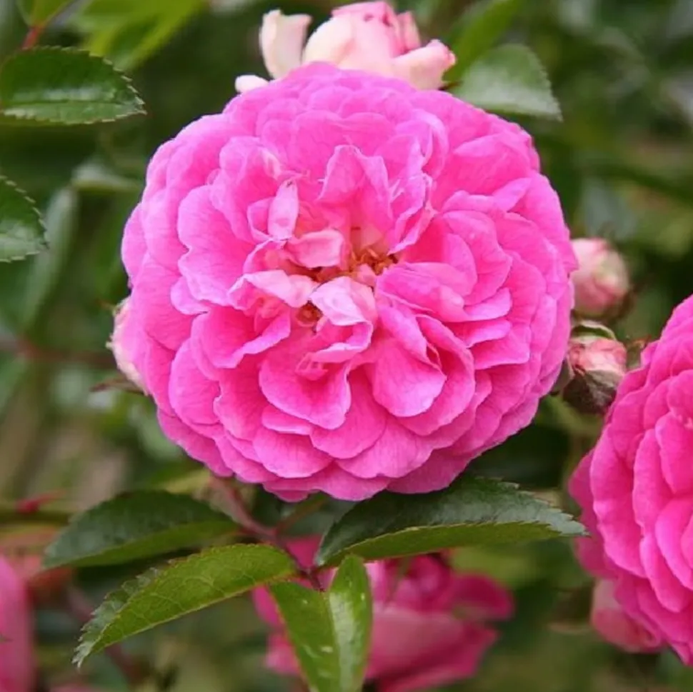 ARBORIX - Rose pleureuse - rosa 'dorothy perkins'