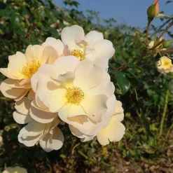 ARBORIX - Rosier couvre-sol - rosa 'amber sun'