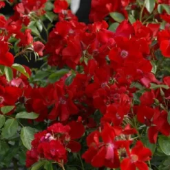 ARBORIX - Rosier couvre-sol - rosa 'apache'