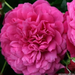 ARBORIX - Rosier grimpante kordes - rosa 'laguna'®