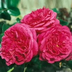 ARBORIX - Rosier grimpante kordes - rosa 'laguna'®