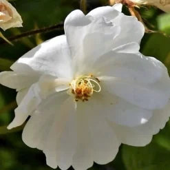 ARBORIX - Rosier grimpante - rosa 'guirlande d'amour'