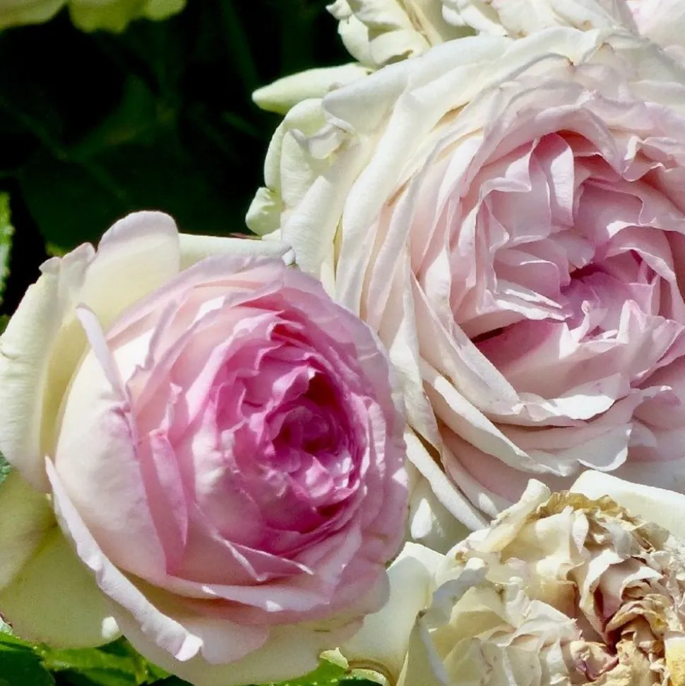 ARBORIX - Rosier grimpante - rosa 'pierre de ronsard'