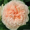 ARBORIX - Rosier kordes - rosa 'garden of roses'®