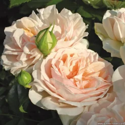ARBORIX - Rosier kordes - rosa 'garden of roses'®