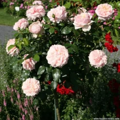 ARBORIX - Rosier kordes - rosa 'garden of roses'®