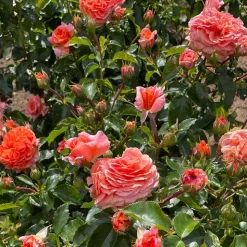 ARBORIX - Rosier kordes - rosa 'orangerie'®