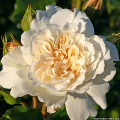 ARBORIX - Rosier kordes - rosa 'petticoat'®