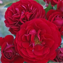 ARBORIX - Rosier kordes - rosa 'bordeaux'®