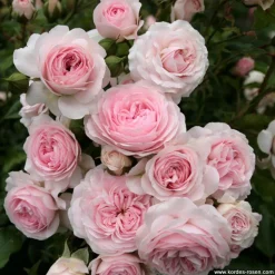 ARBORIX - Rosier kordes - rosa 'larissa'®