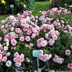ARBORIX - Rosier kordes - rosa 'home and garden'®