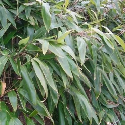 ARBORIX - Sasa - indocalamus tessalatus (= sasa t.) - 20-30 cm pot