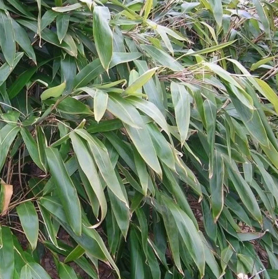 ARBORIX - Sasa - indocalamus tessalatus (= sasa t.) - 20-30 cm pot