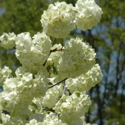 ARBORIX - Viorne de chine - viburnum plicatum 'grandiflorum' - 40-60 cm pot