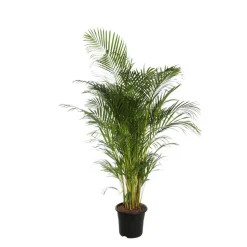 Aréca : d.32, H170/180 cm