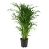 Aréca : H.180 cm