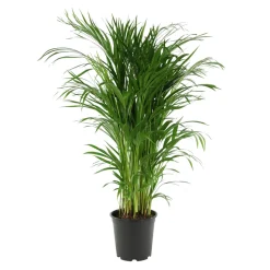 Aréca : H.180 cm