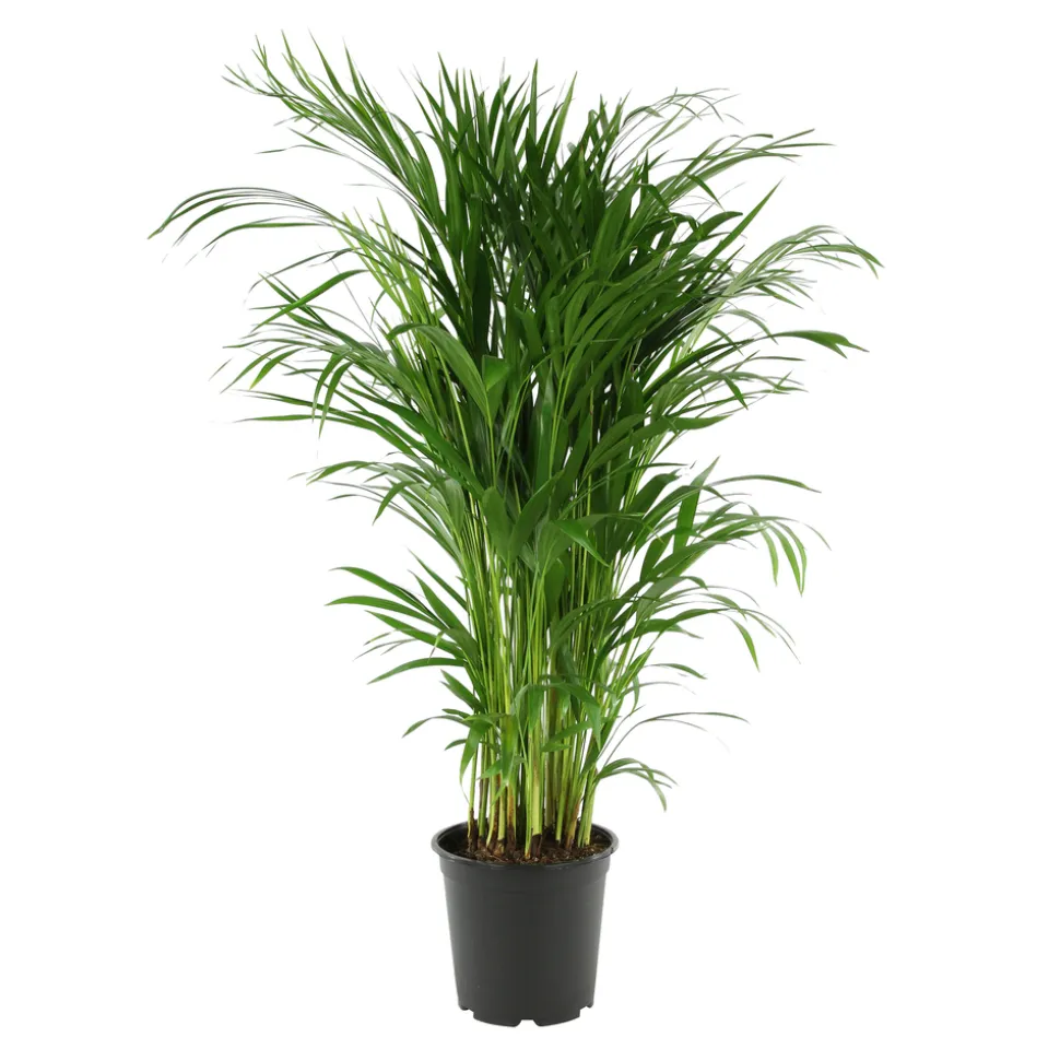 Aréca : H.180 cm