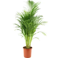 Aréca : H.120/130cm
