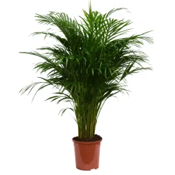 Aréca : H.120/130cm