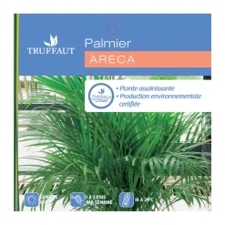 Aréca : H.220/250cm pot