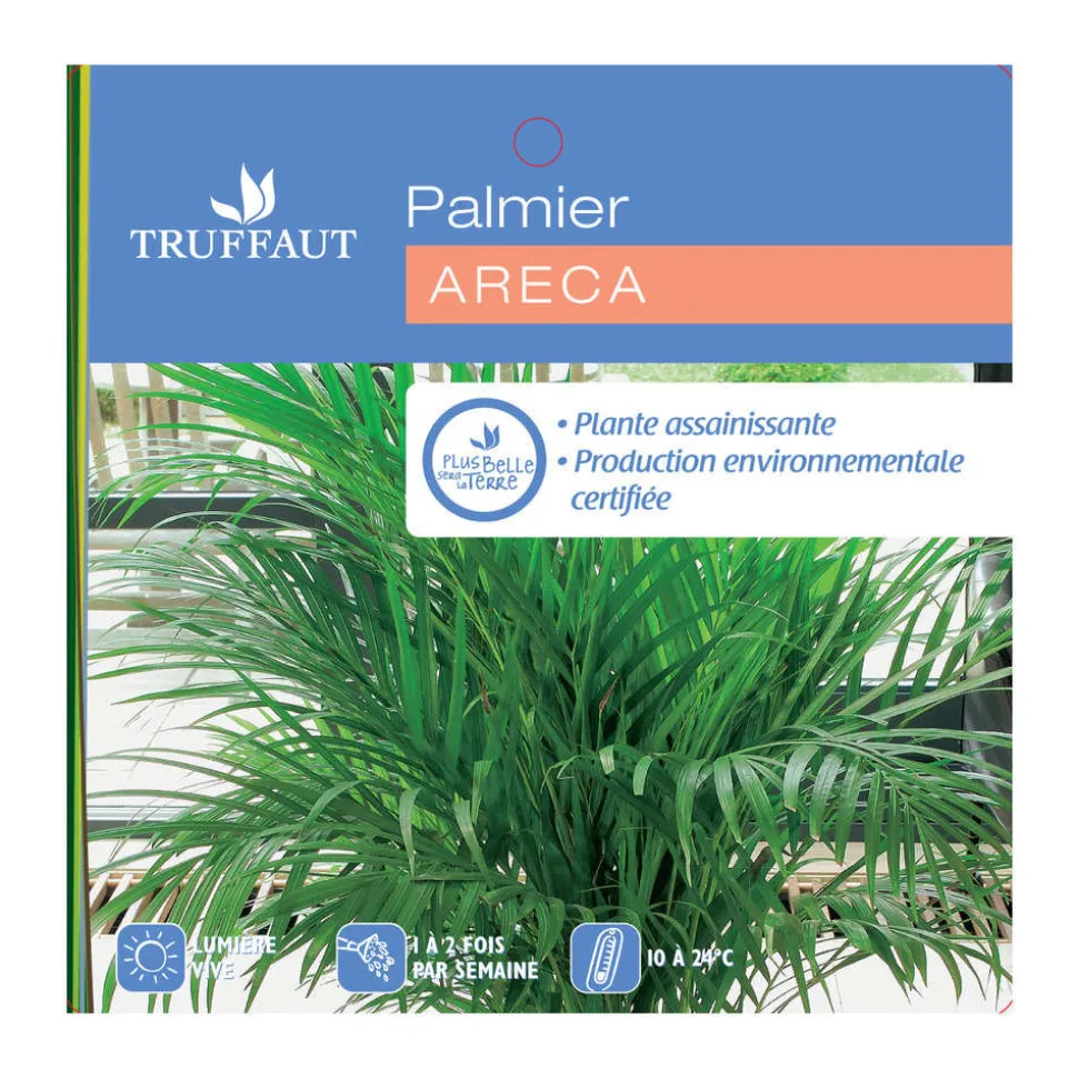 Aréca : H.220/250cm pot
