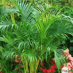 Aréca : H.220/250cm pot