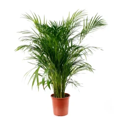 Aréca : H.150cm pot d.27cm
