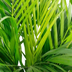 Aréca : H.150cm pot d.27cm