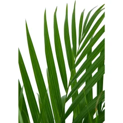 Aréca H.1 m - pot Ø 21 cm