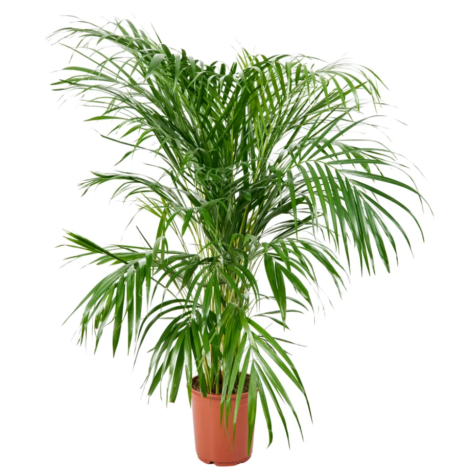 Aréca H.1 m - pot Ø 21 cm