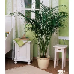 Areca H50cm en pot