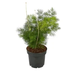 Asparagus mix : pot de D.12cm - H.30cm