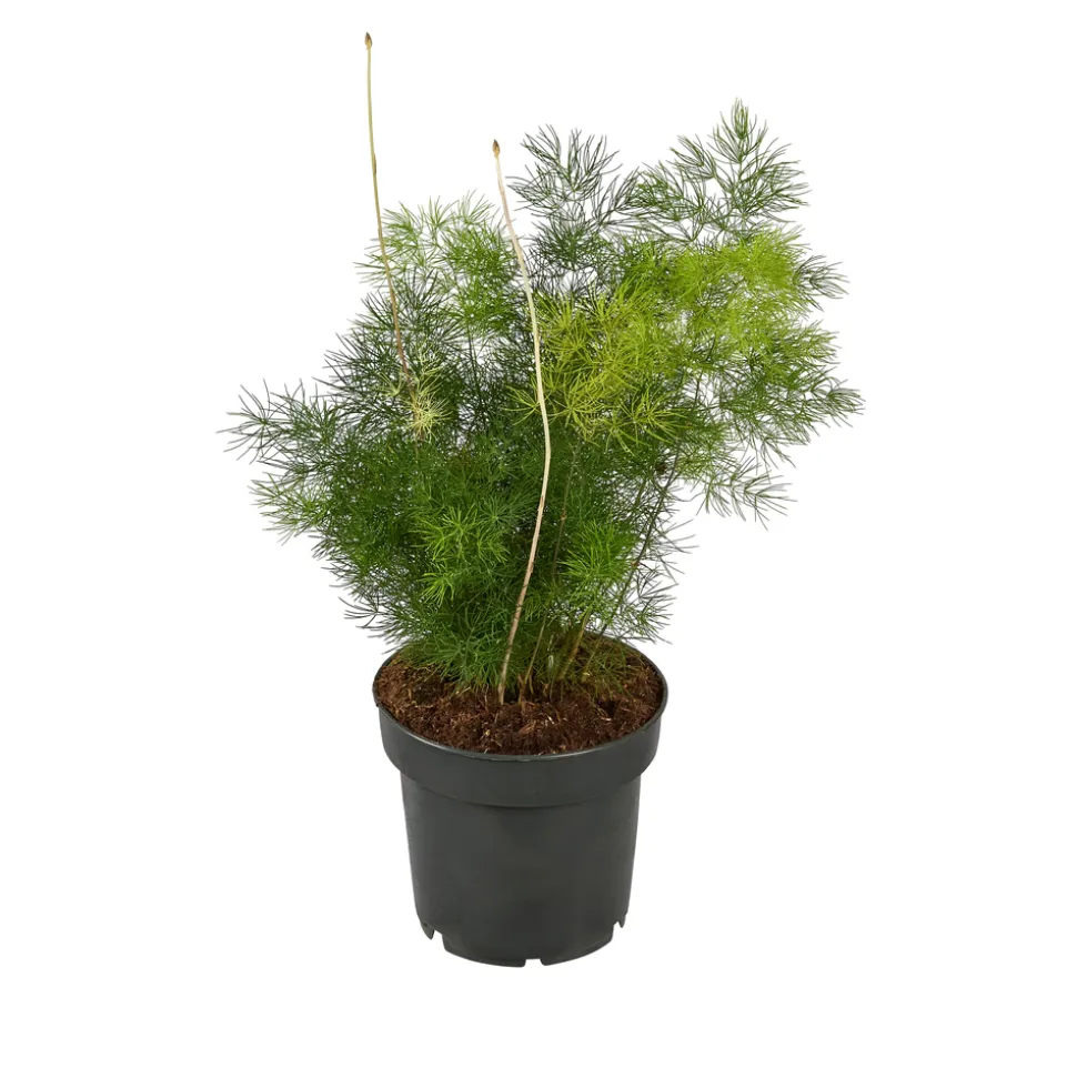 Asparagus mix : pot de D.12cm - H.30cm