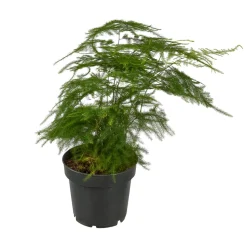 Asparagus mix : pot de D.12cm - H.30cm