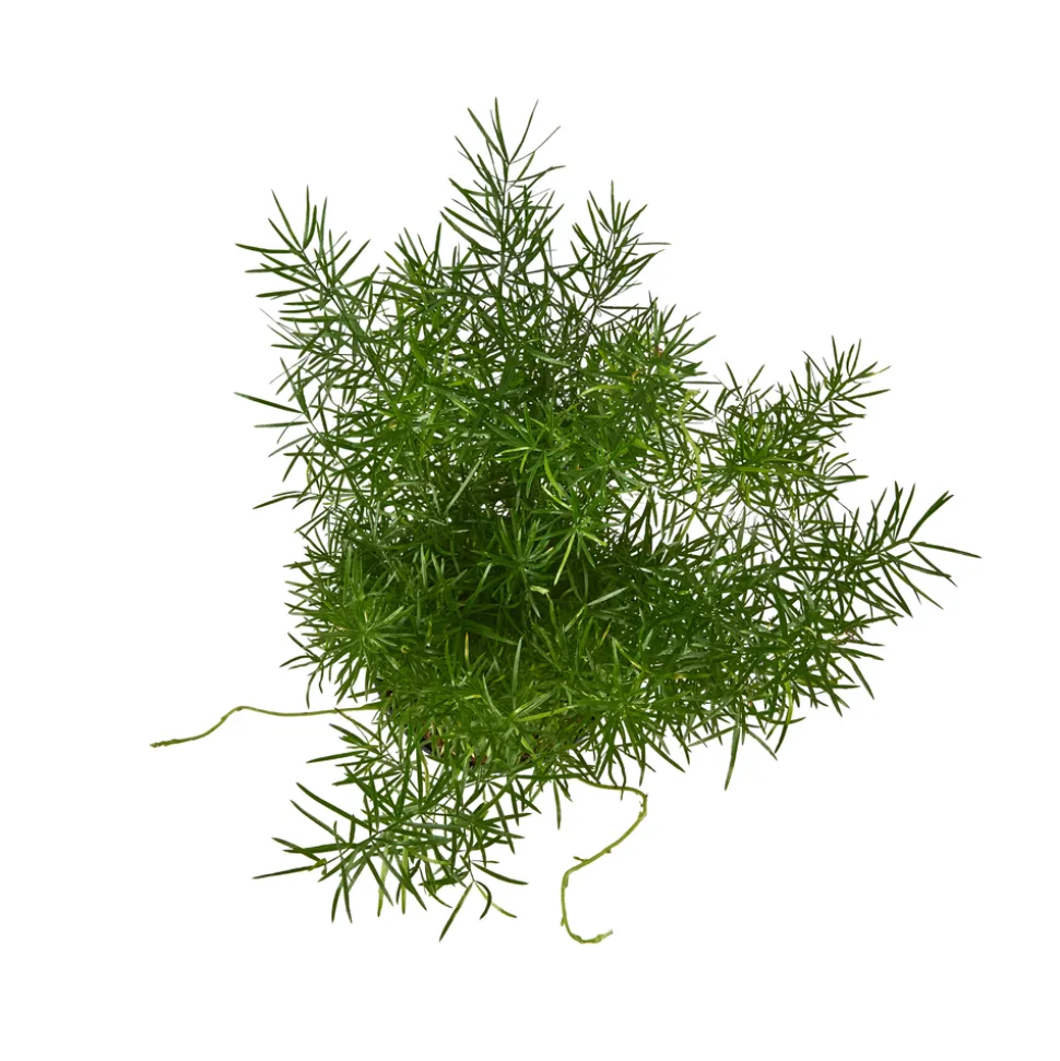 Asparagus mix : pot de D.12cm - H.30cm