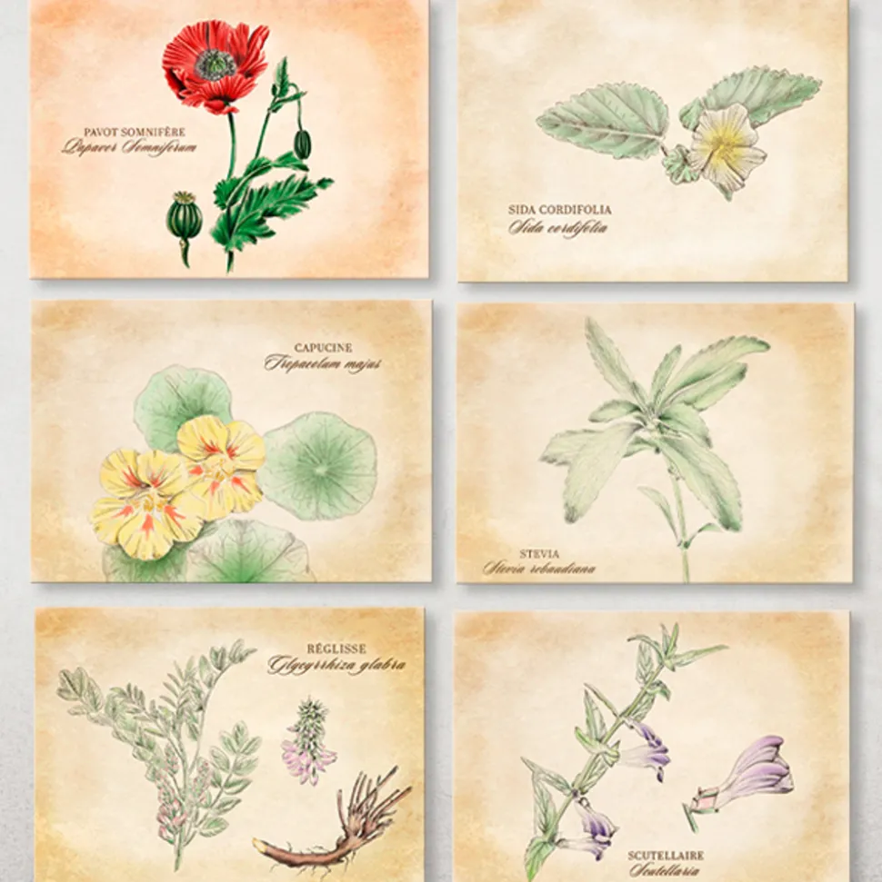 ASSOCIATION KOKOPELLI - 14 cartes postales plantes médicinales