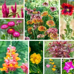 ASSOCIATION KOKOPELLI - Assortiment de graines explosion de couleurs