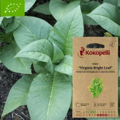 ASSOCIATION KOKOPELLI - Graines bio à semer - tabac virginia bright leaf