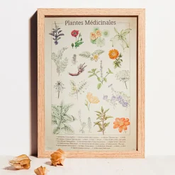 ASSOCIATION KOKOPELLI - Planche botanique plantes médicinales numérotée a2