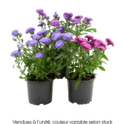 Aster : pot de diamètre 10,5 cm - Coloris variables