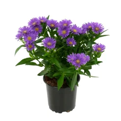 Aster : pot de diamètre 10,5 cm - Coloris variables