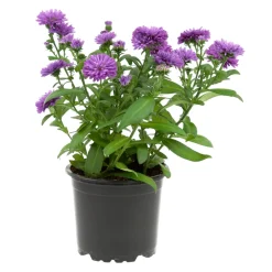 Aster : pot de diamètre 10,5 cm - Coloris variables