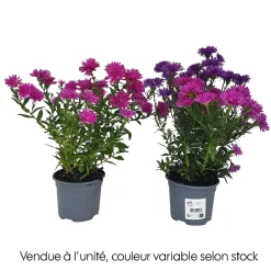 Aster : pot de diamètre 10,5 cm - Coloris variables