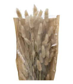 ATMOSPHERA - Bouquet de fleurs séchées queue de lapin ivoire d. 18 x h. 58 cm