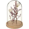 ATMOSPHERA CREATEUR D'INTERIEUR - Fleurs séchées sous cloche "gypsy" h17 cm