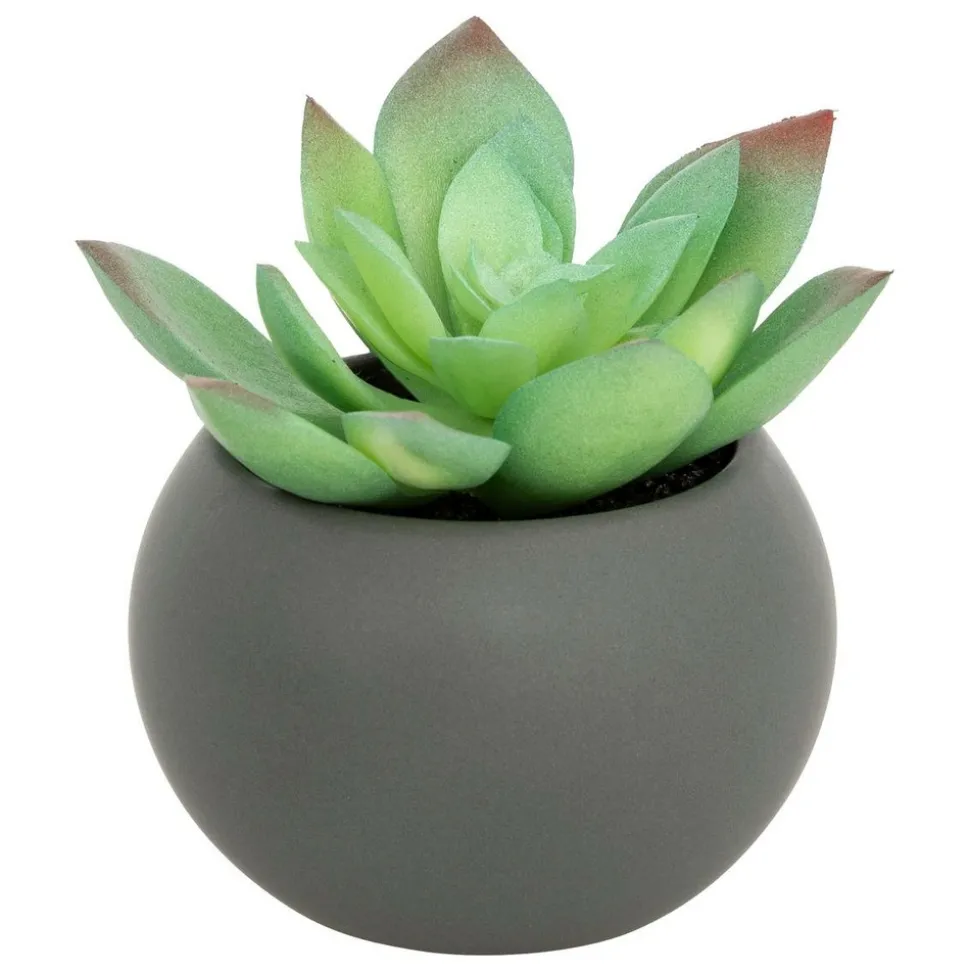 ATMOSPHERA CREATEUR D'INTERIEUR - Plante grasse en pot h13