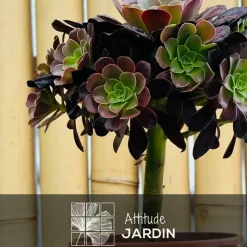 ATTITUDE JARDIN - Aeonium super bang - ↕ 35-40 cm - ⌀ 21 cm - cactus et plantes grasses