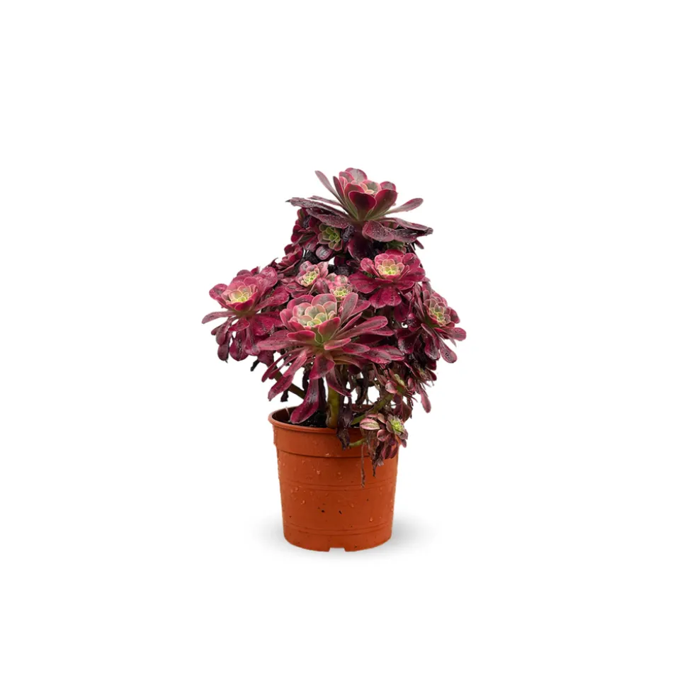 ATTITUDE JARDIN - Aeonium medusa - ↕ 35-40 cm - ⌀ 21 cm - cactus et plantes grasses